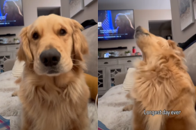 adorable dog video