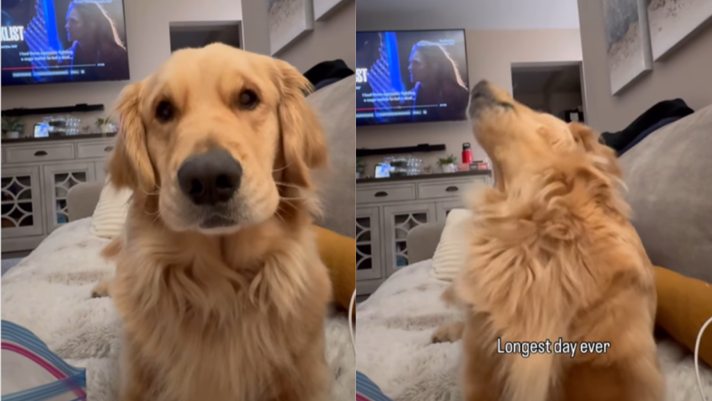 adorable dog video