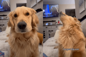 adorable dog video