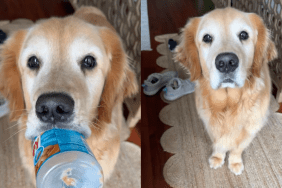 adorable dog video