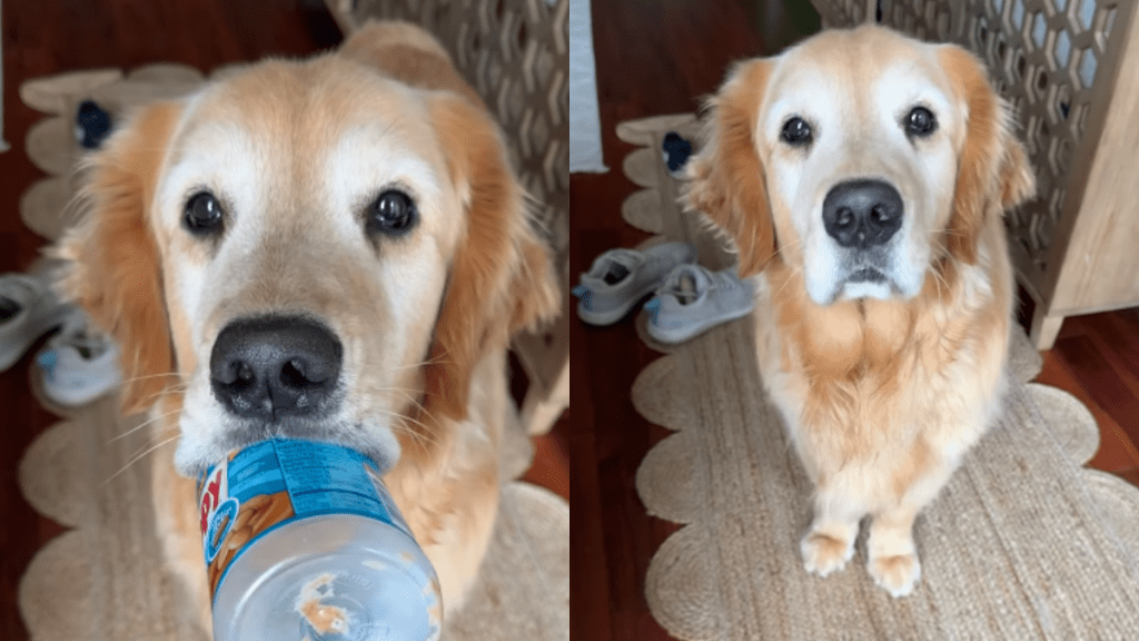 adorable dog video