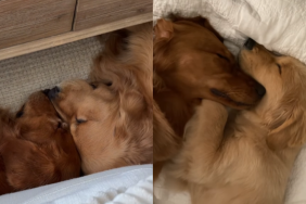 adorable dog video