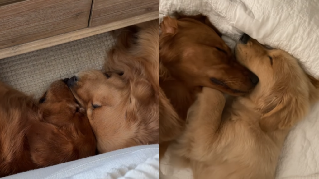 adorable dog video