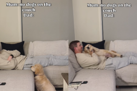 adorable dog video