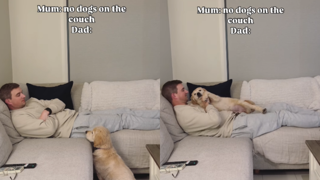 adorable dog video