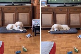 puppy tomato video