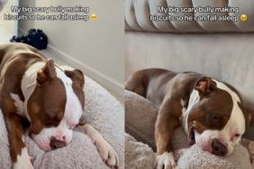 funny dog video