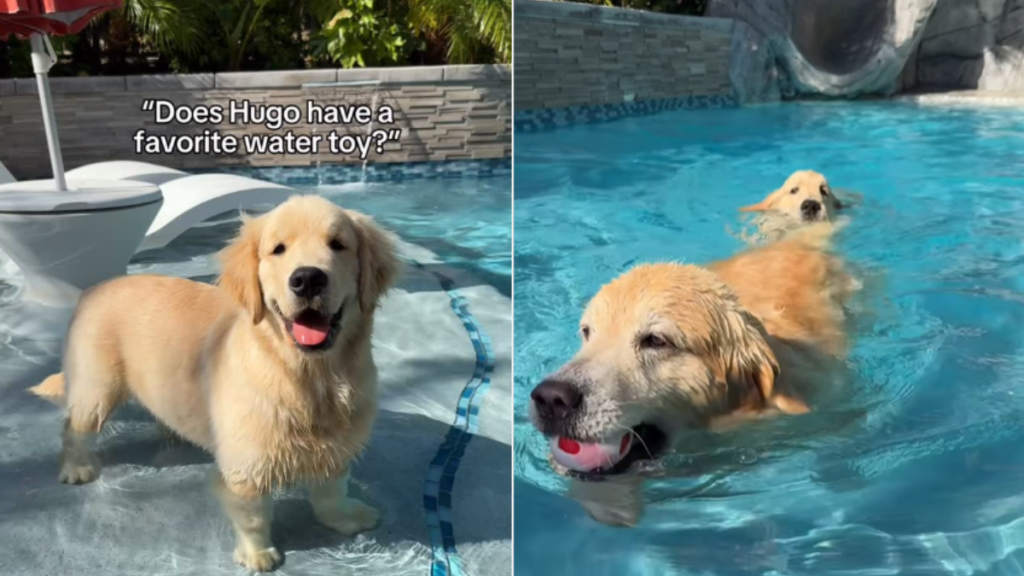 funny dog video