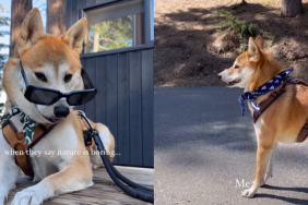 adorable dog video