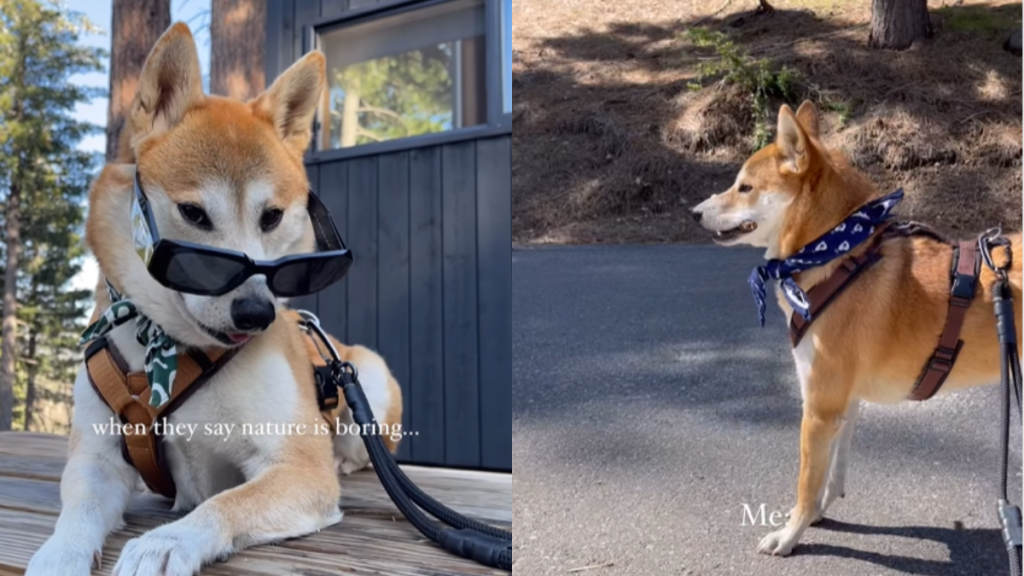 adorable dog video
