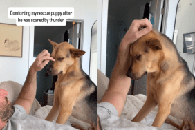 emotional dog video