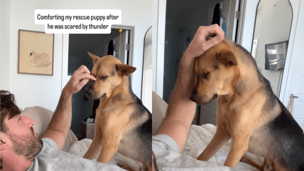 emotional dog video