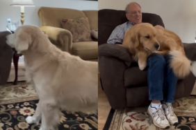 funny dog video