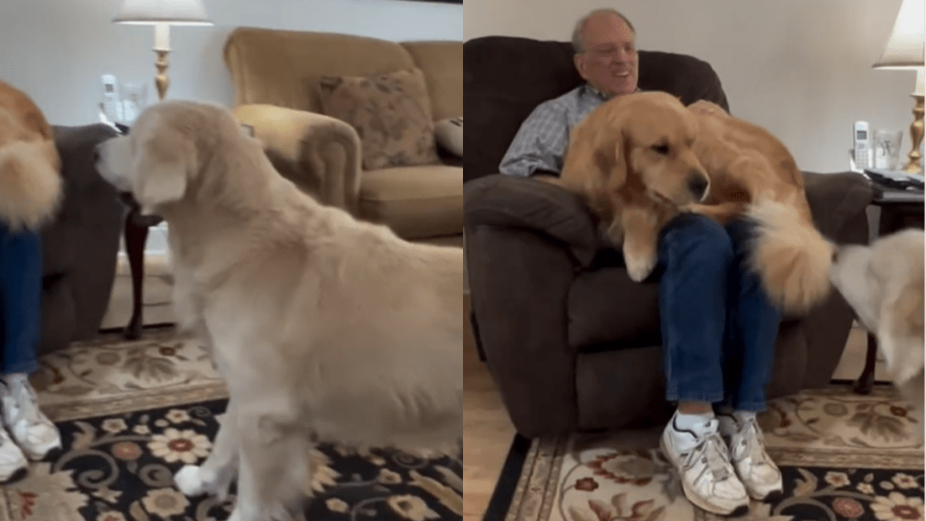 funny dog video
