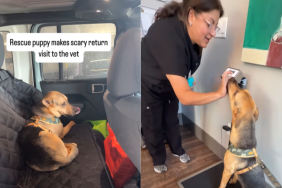 adorable dog video