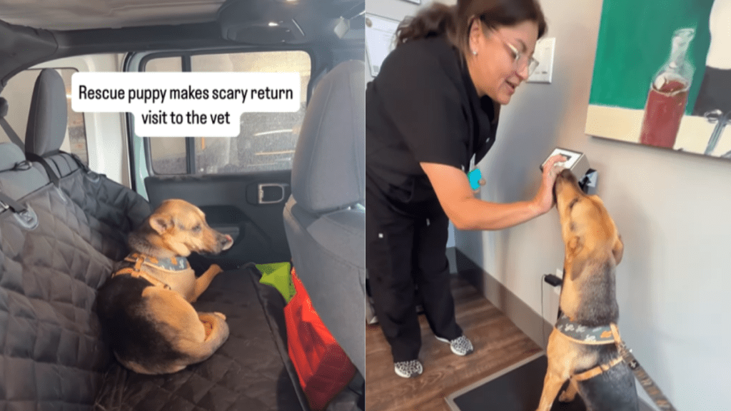 adorable dog video
