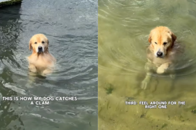 adorable dog video