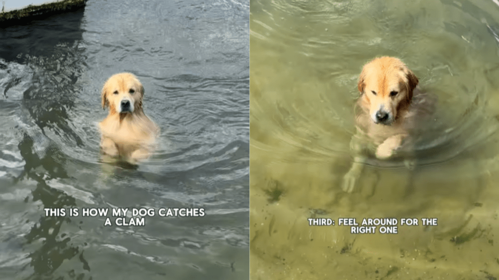 adorable dog video