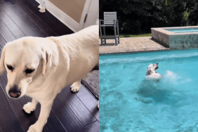 adorable dog video
