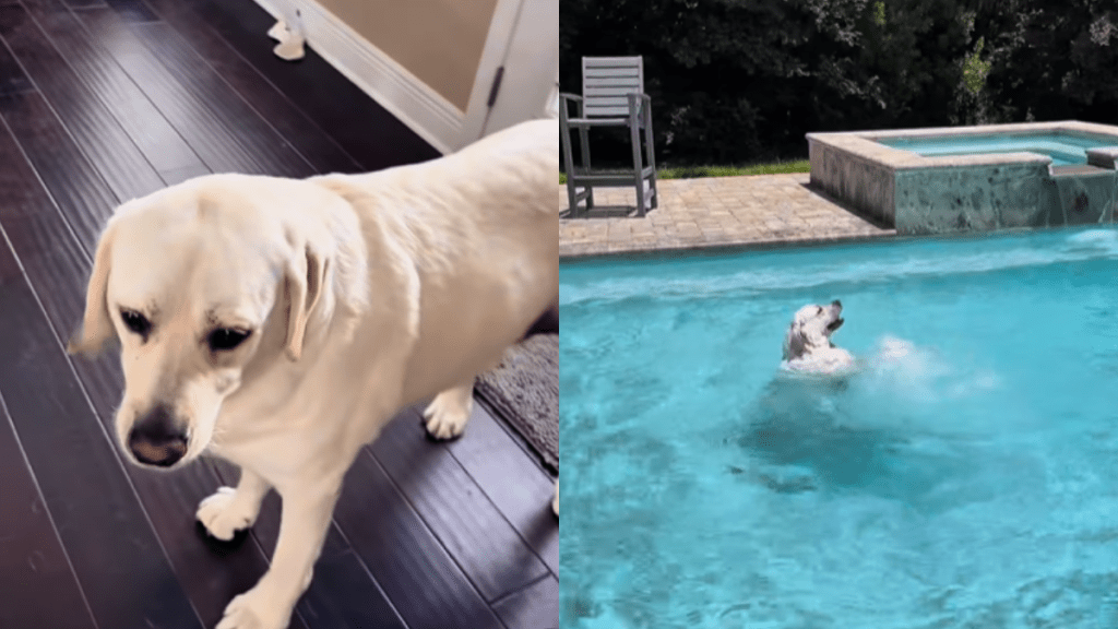 adorable dog video