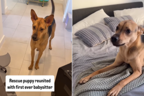 adorable dog video