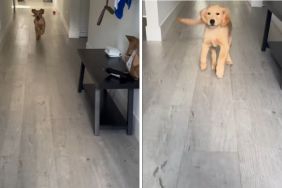Golden Retriever puppy greet video
