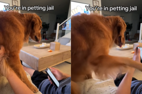 funny dog video