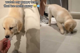 funny dog video