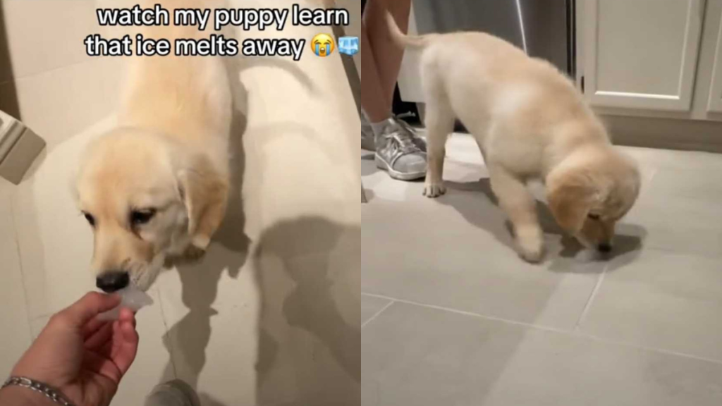 funny dog video