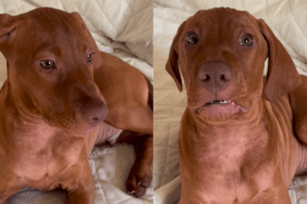 funny dog video