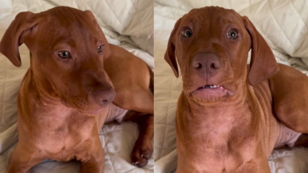 funny dog video
