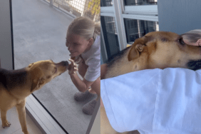 adorable dog video