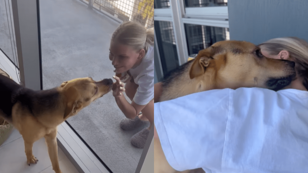 adorable dog video
