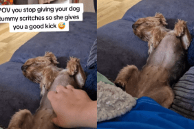 funny dog video
