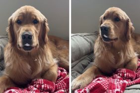 Golden Retriever steal video