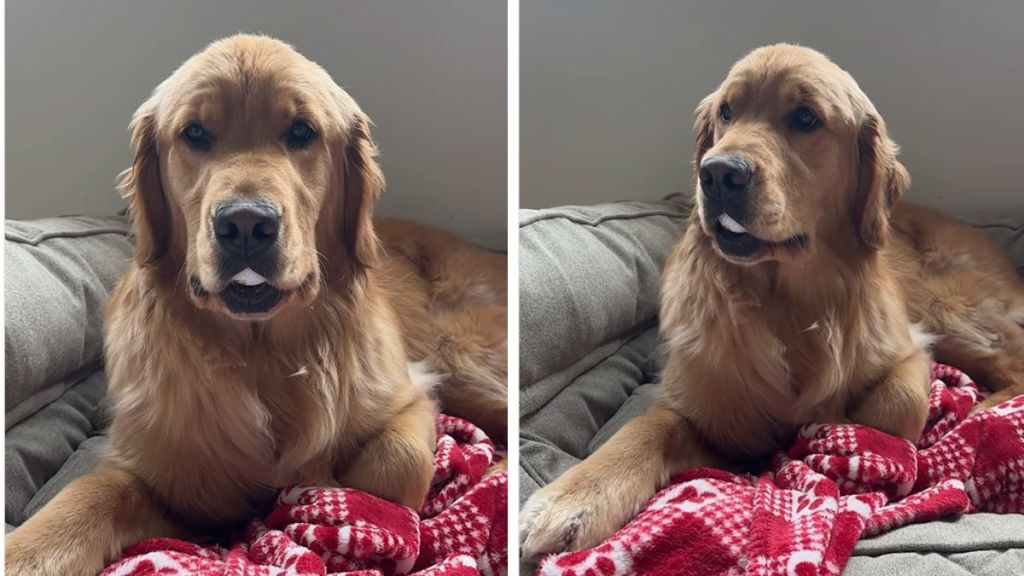 Golden Retriever steal video