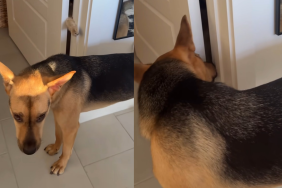 rescue dog cat hide and seek video