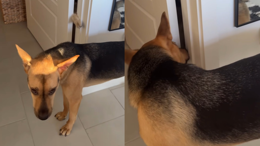 rescue dog cat hide and seek video