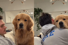 golden retriever video