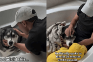 Husky dog thunderstorm video
