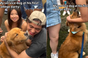 service dog college darty