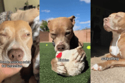 Pit Bull video