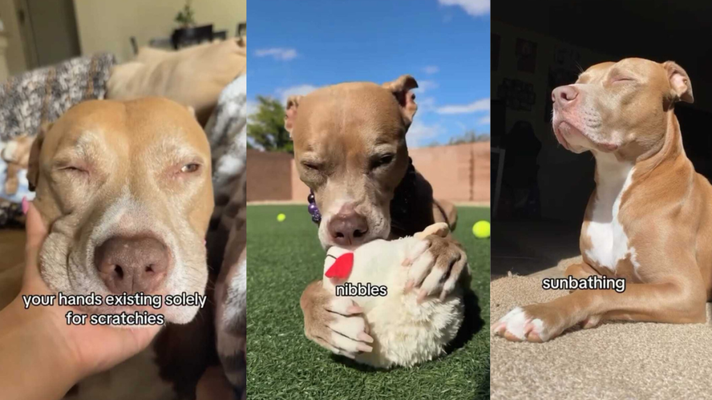Pit Bull video