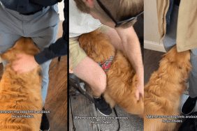 Anxious dog video