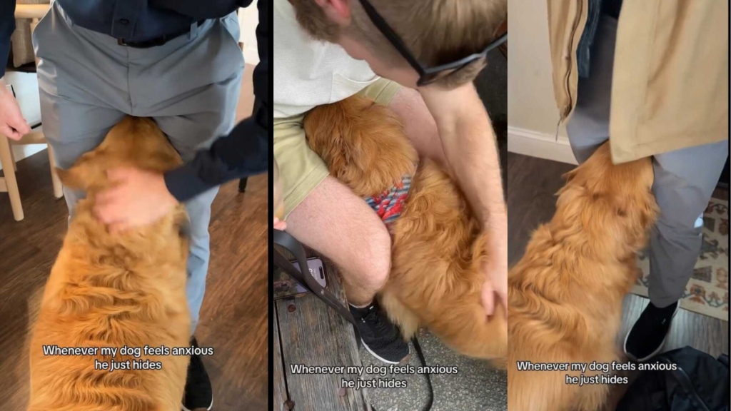 Anxious dog video