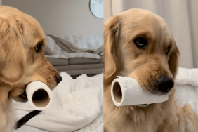 dog toilet paper video
