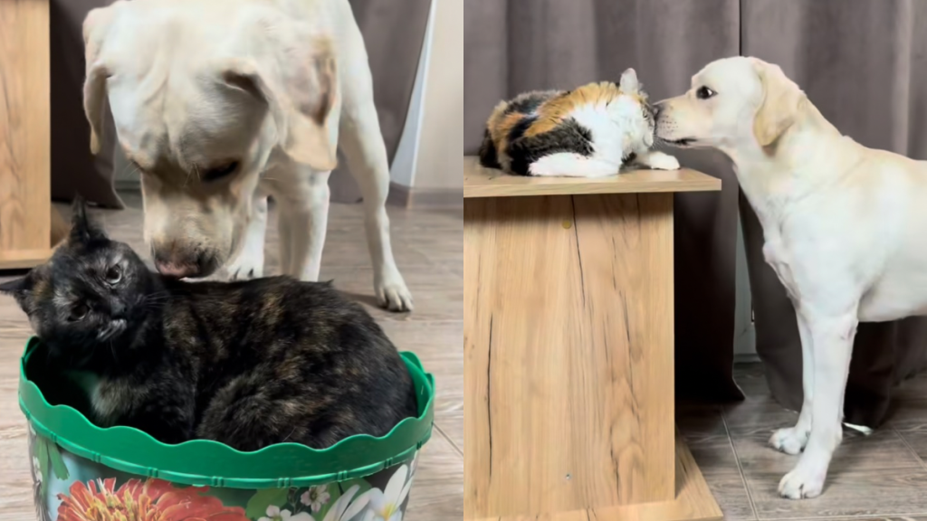 dog cat video