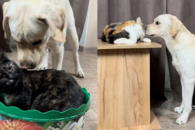 dog cat video
