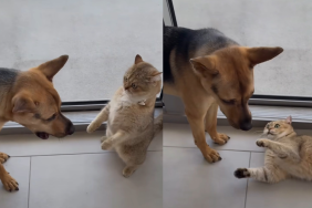 rescue dog cat fight video