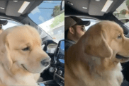 Golden Retriever clingy video